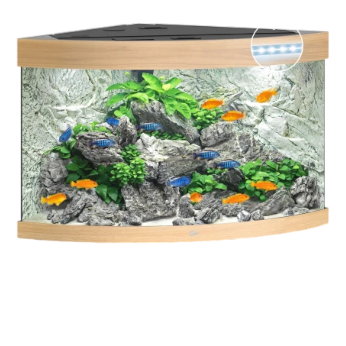 Juwel Trigon 190 LED – Eck-Aquarium in Top-Form - AQUAWORLD.AT, Erfolgreich durch Fachliche Beratung