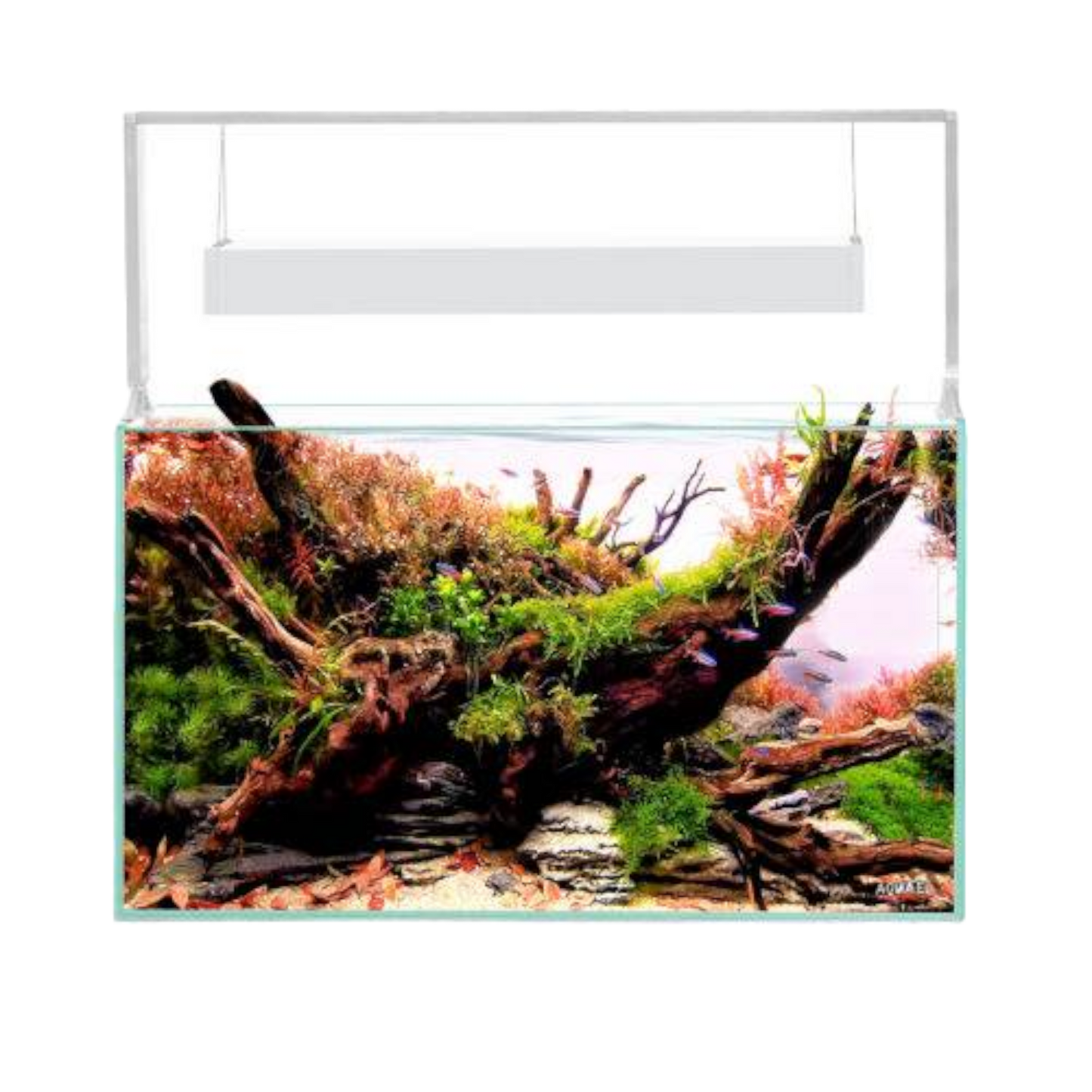 Aquael Ultrascape 60 – Das Perfekte Aquarium für Ihre Aquascaping-Kreationen - AQUAWORLD.AT, Erfolgreich durch Fachliche Beratung