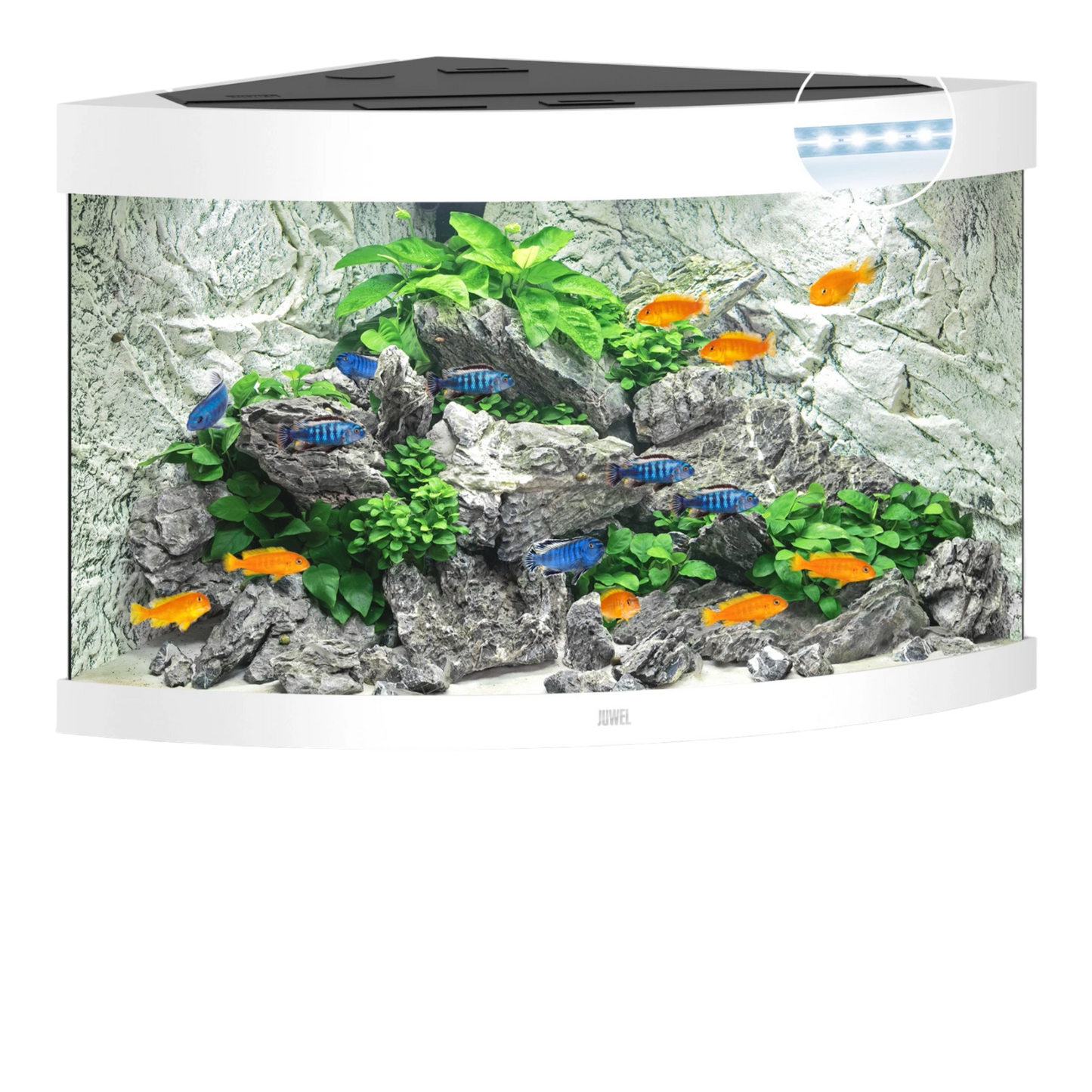 Juwel Trigon 190 LED – Eck-Aquarium in Top-Form - AQUAWORLD.AT, Erfolgreich durch Fachliche Beratung