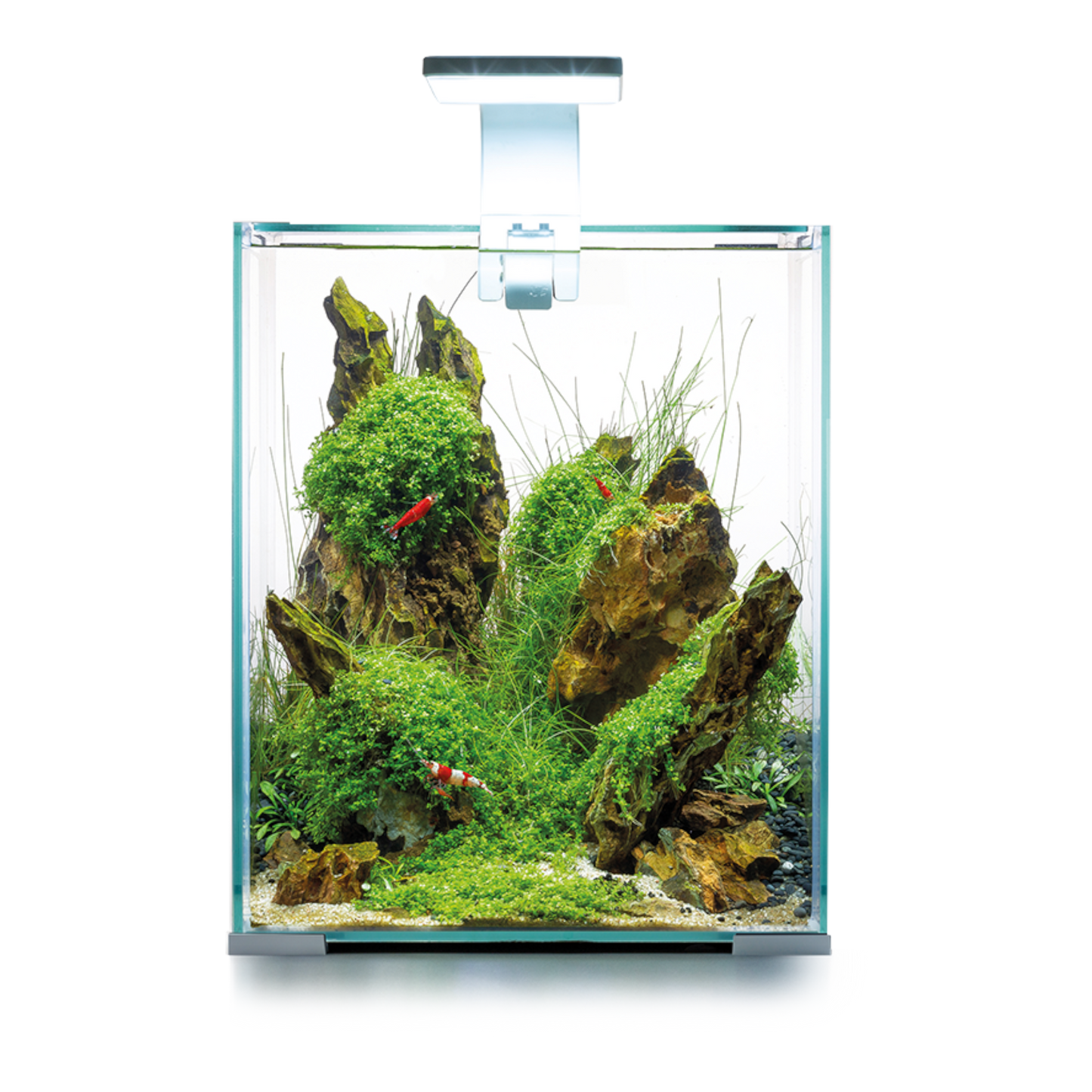 AQUAELShrimp Set Day & Night 20 L – Das ideale Nano-Aquarium für Garnelenliebhaber - AQUAWORLD.AT