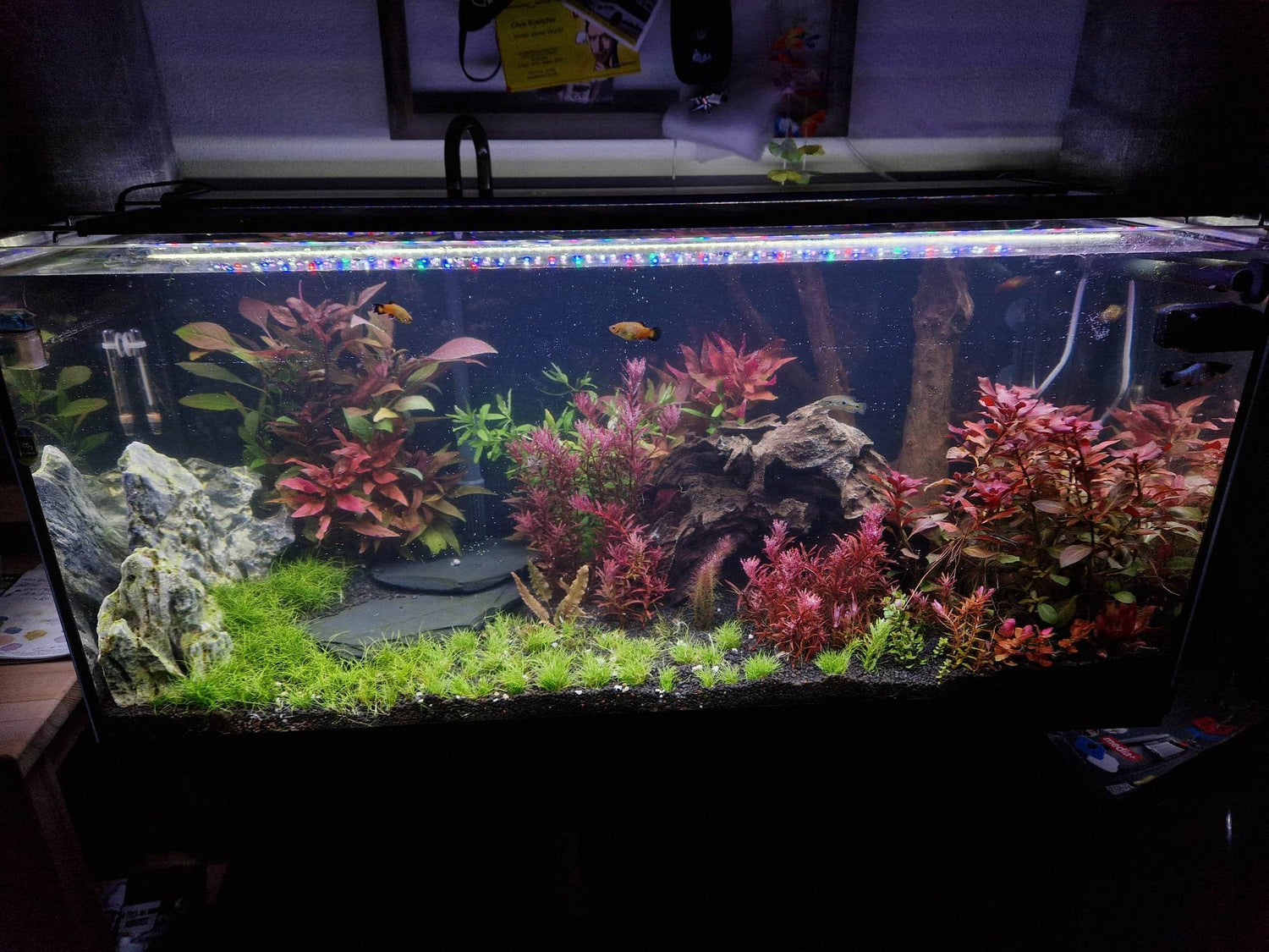 LED WRGB, aquascaping, Kundenbetreuung